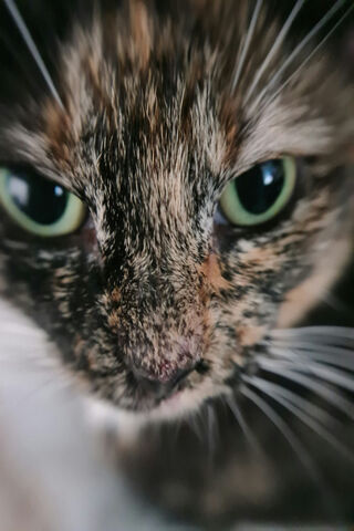 Close-Up of a Curious Cat 🐱✨