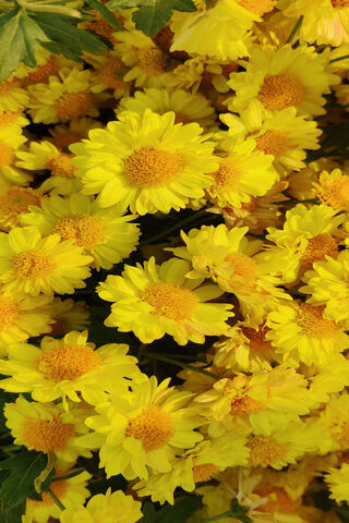Bright Yellow Blooms 🌼✨