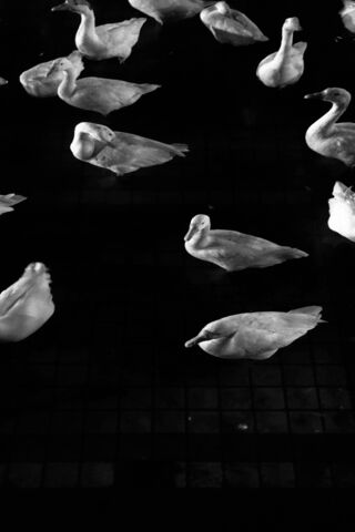 Black Ducks
