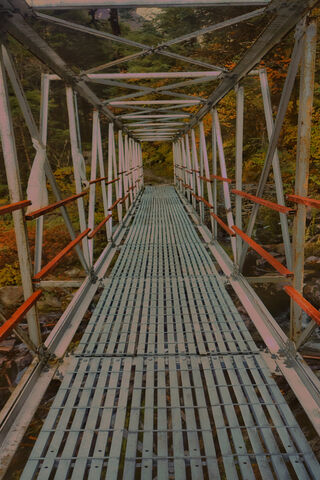 A Walk Above Nature 🌲🌉