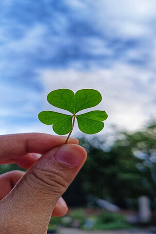 Lucky Clover 🌿🍀