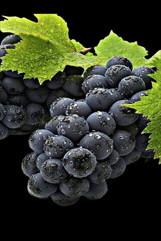Juicy Black Grapes 🍇✨