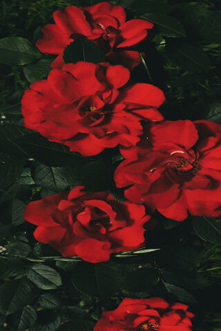 Radiant Red Roses 🌹✨