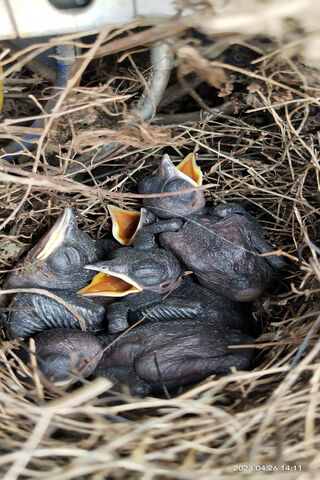 Baby Birds in a Cozy Ne..
