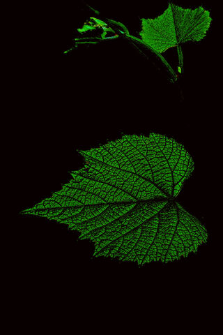 Black - Green