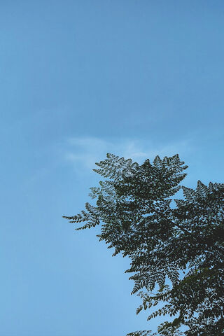 Serene Sky and Silhouetted Leaves 🌿☀️