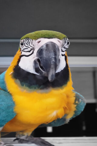 The Vibrant Charm of the Blue and Gold Macaw 🦜✨