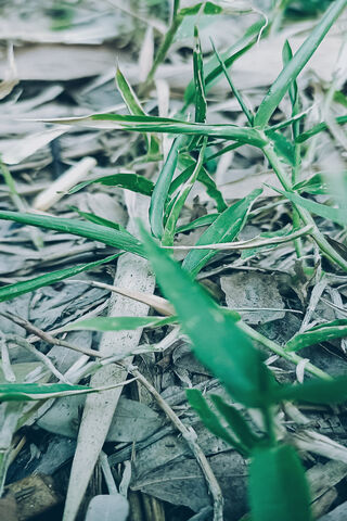 Nature's Green Carpet 🌿