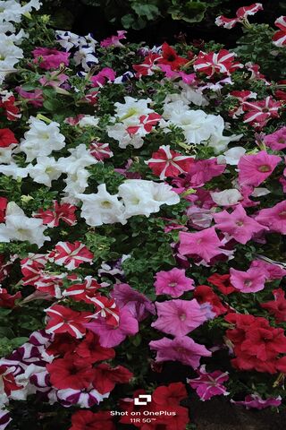 Blooming Beauty: A Symp..