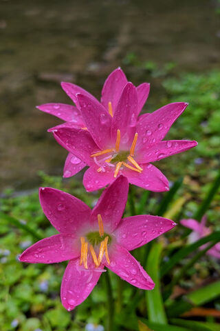 Cute Flowers