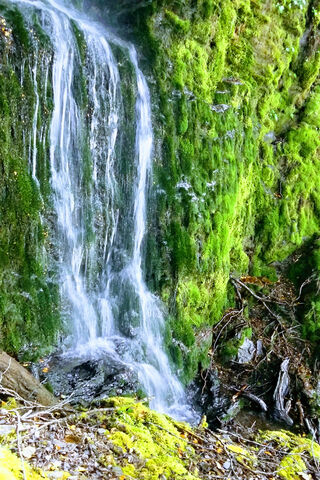 Serene Forest Waterfall 🌿💦