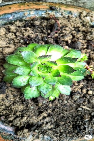 Lush Green Succulent 🌱✨