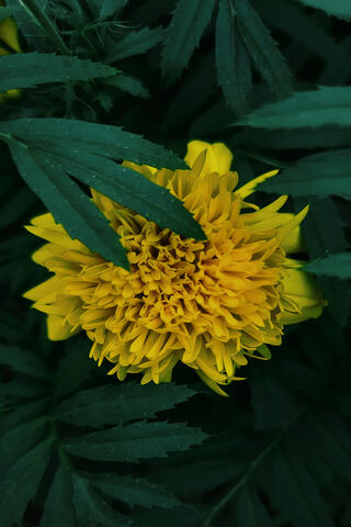 Bright Marigold Bloom 🌼✨