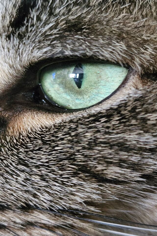 Mesmerizing Feline Gaze..