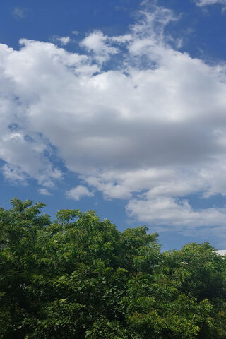 Serene Sky Over Lush Gr..