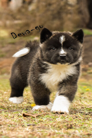 Cachorro De Akita Amer