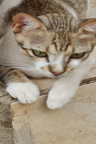 Curious Cat 🐾