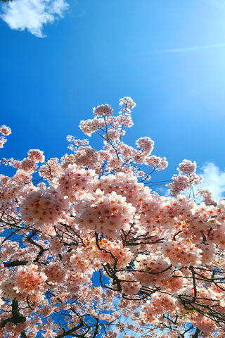 Blossoms Under the Blue Sky 🌸☀️