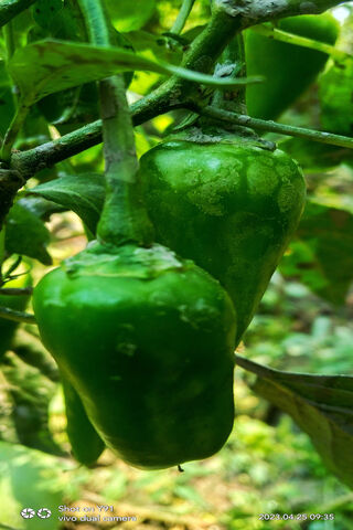 Capcicum