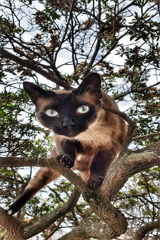 Curious Cat in the Tree..