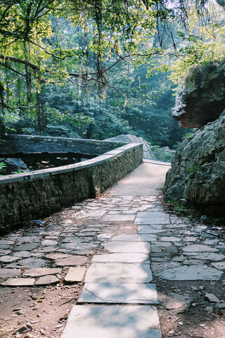Serene Forest Path 🌲✨