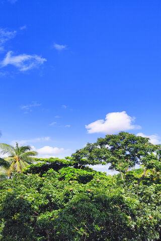 Tropical Paradise Under a Clear Blue Sky 🌴☀️