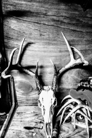 Nature's Trophy 🦌✨