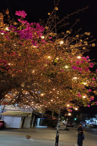 Enchanted Night Blossom..