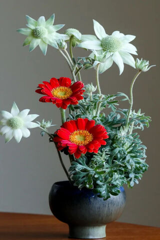 Daisy Delight: A Floral..