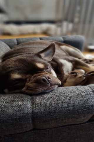 Cozy Canine Nap 💤🐾