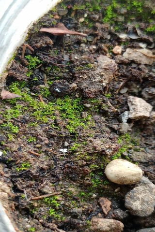 Nature's Tiny Wonders 🌱✨