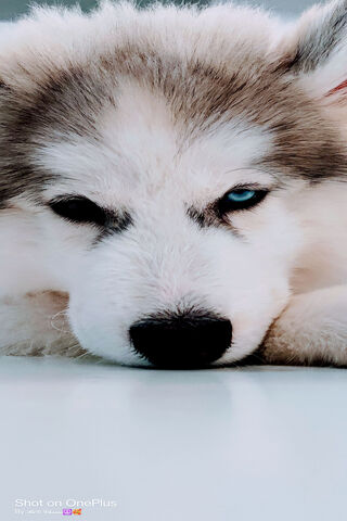 Adorable Husky Pup 🐾💙