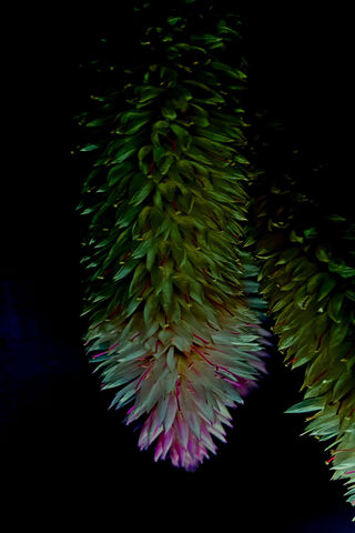Enigmatic Flora 🌿✨