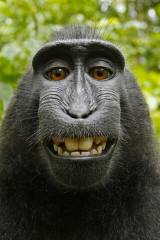 The Grinning Macaque 😄🐒