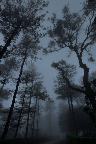 Enchanted Misty Forest ..