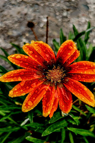 Radiant Rain-Kissed Flo..