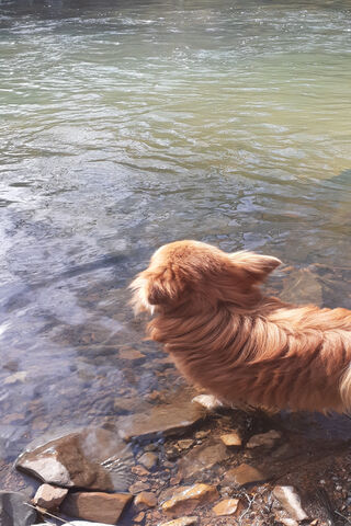 A Pawsome Day by the River! 🐾🌊