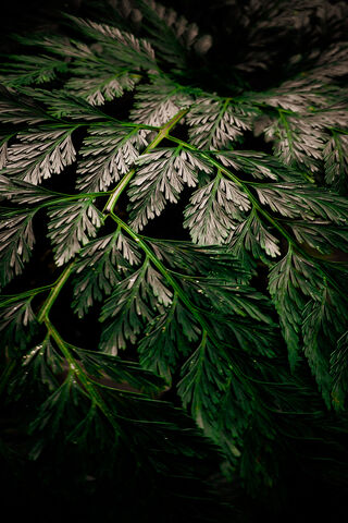 Lush Green Fern Delight..