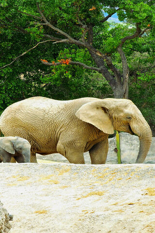 Majestic Elephants in N..