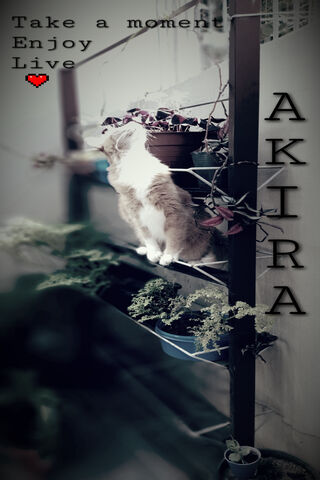 Curious Akira 🐾