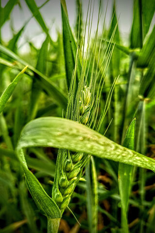 Nature's Green Gold 🌾✨