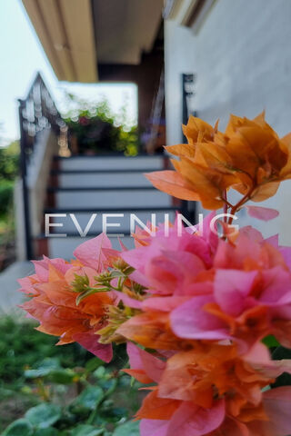 Evening Blooms 🌸🌅