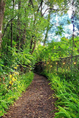 Enchanted Forest Path 🌿✨