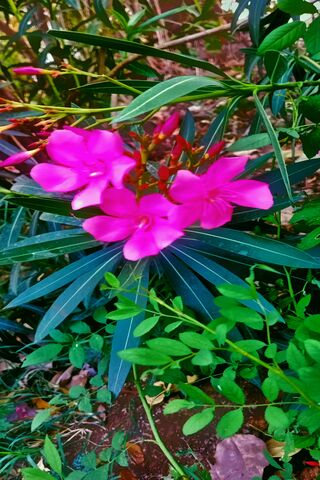 Flower