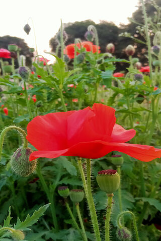 Vibrant Poppy Paradise 🌺🌿