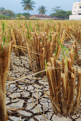 Resilient Green Shoots 🌱