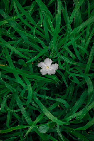 Serenity in Nature 🌼🌿