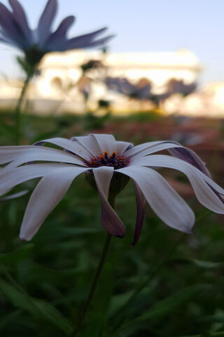 Beautiful Blooming Dais..