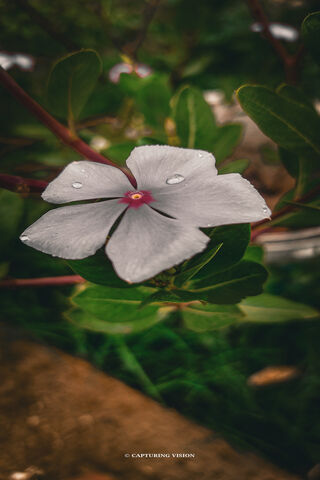 Dewy Delight: A White F..