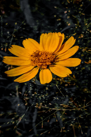 Bright Yellow Blossom 🌼✨
